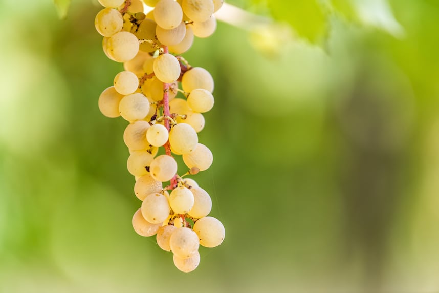 10 cose da sapere sul vitigno grechetto 10 cose da sapere sul vitigno grechetto